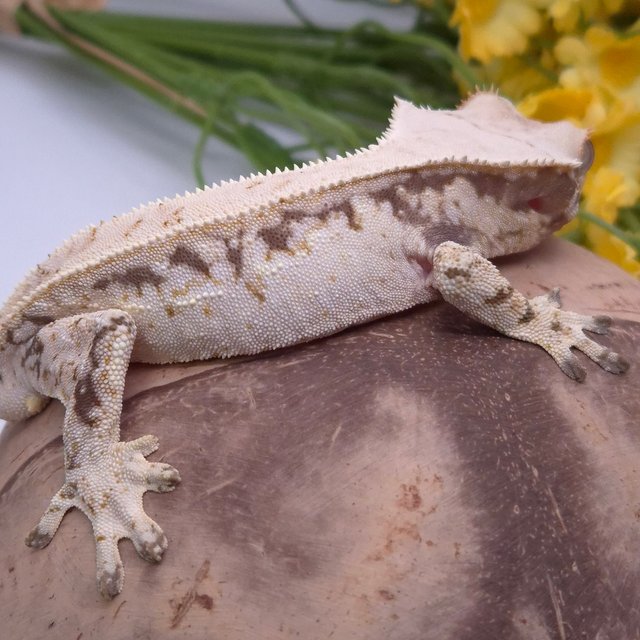 노멀 드리피 화이트스팟