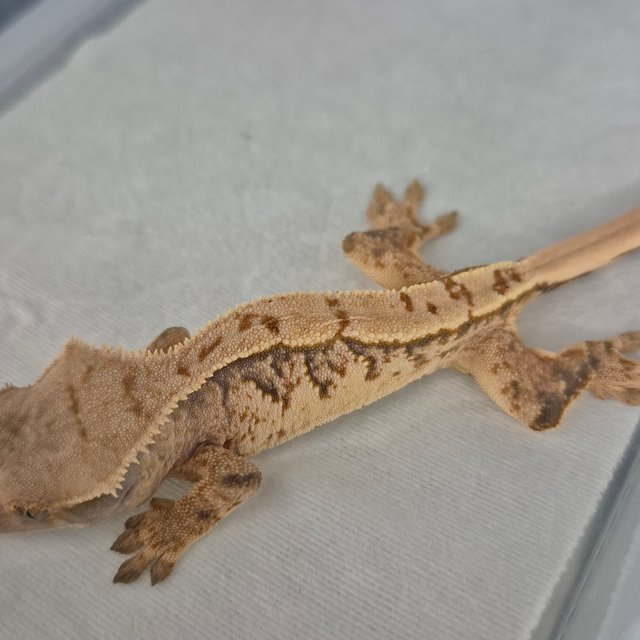 노멀 트라이 익스트림할리퀸