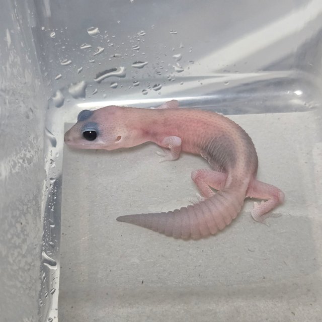 고스트 패턴리스