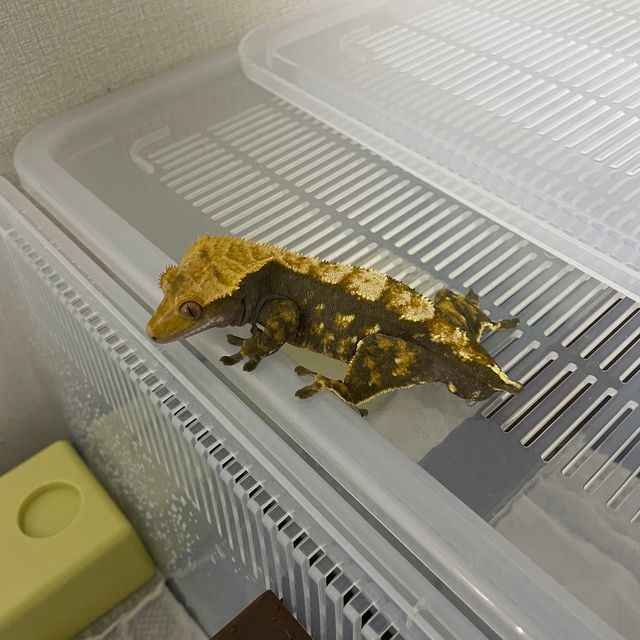 할리퀸