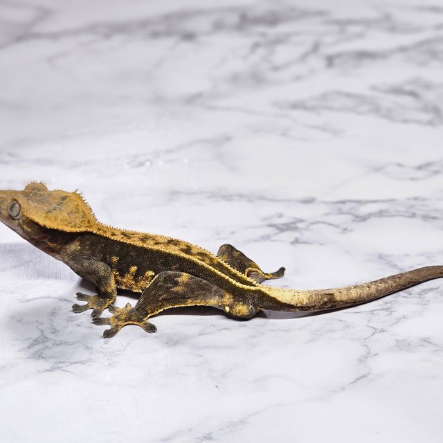 노멀 다크 익스트림할리퀸 풀핀 엠티백