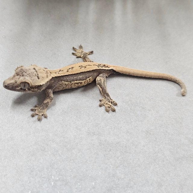 노멀 쿼드 풀핀