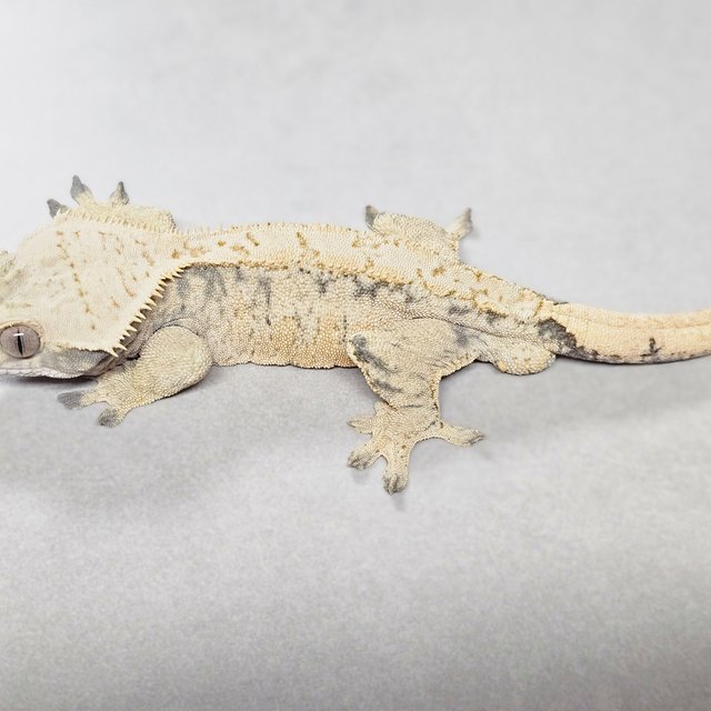 노멀 트라이 익스트림할리퀸 할리퀸