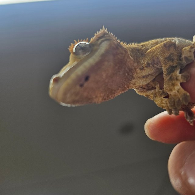 노멀 크림시클 트라이