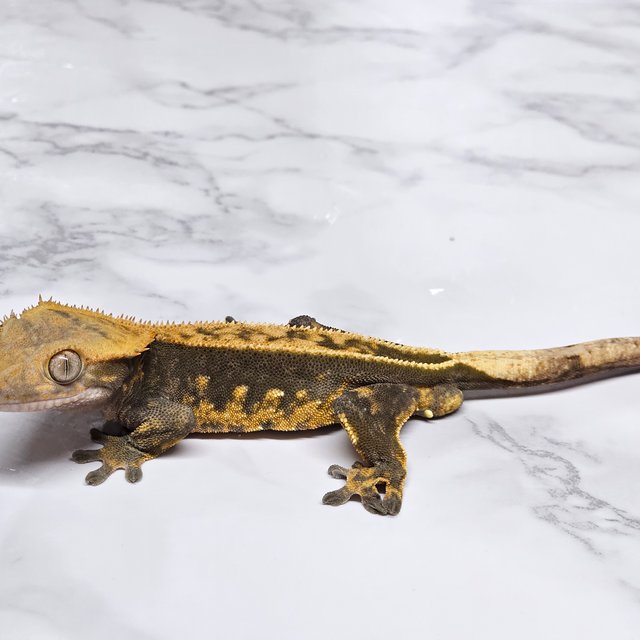 노멀 다크 익스트림할리퀸 풀핀 엠티백