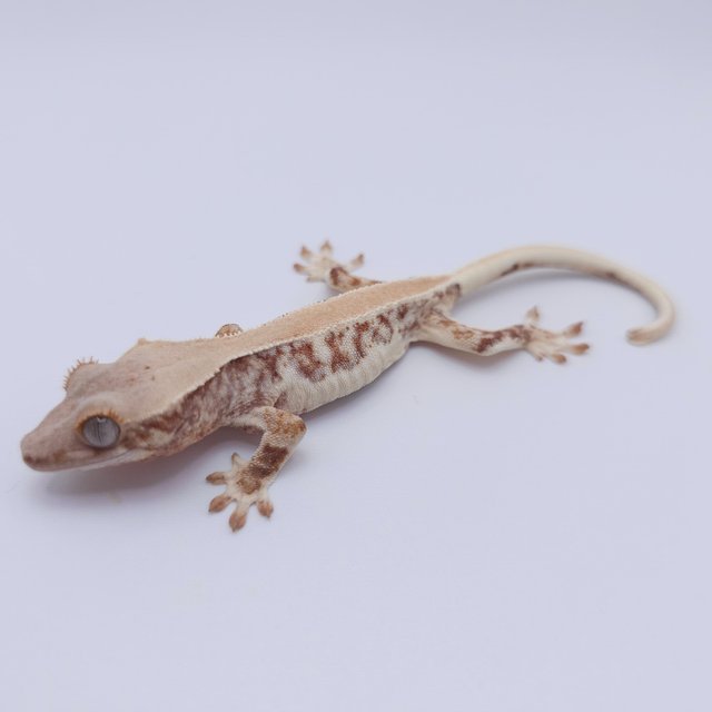 릴리화이트 풀핀 레드