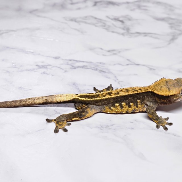 노멀 다크 익스트림할리퀸 풀핀 엠티백