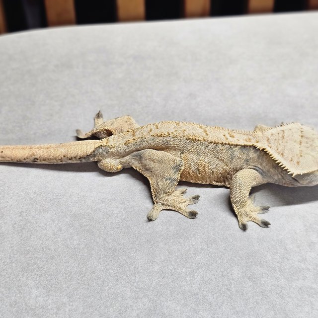 노멀 트라이 익스트림할리퀸 할리퀸