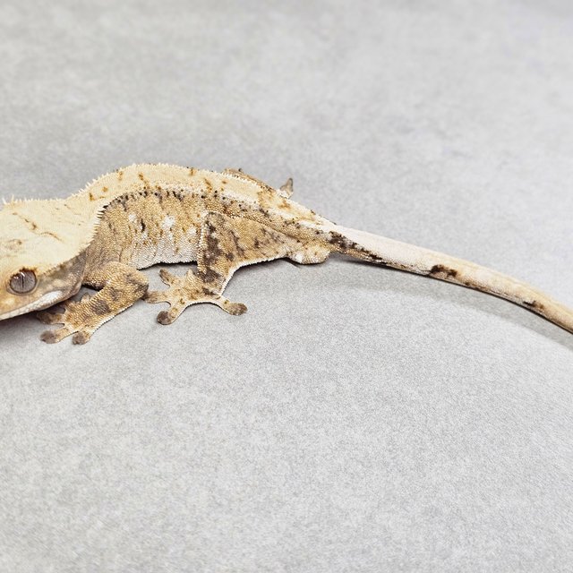 노멀 크림시클 트라이