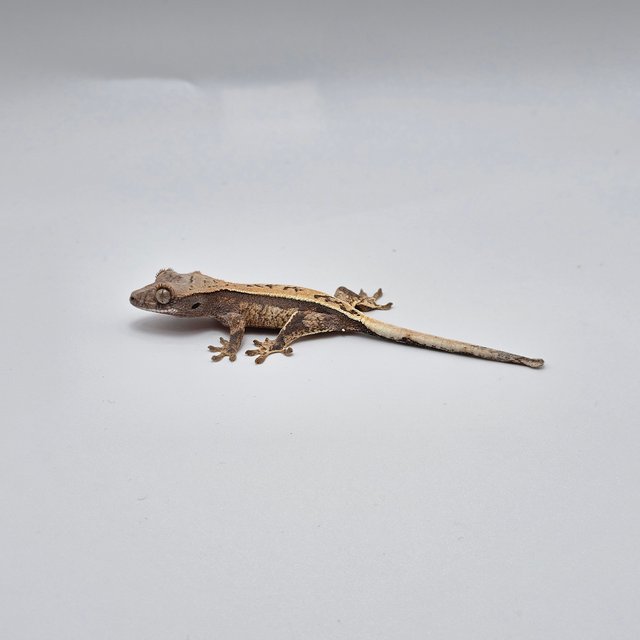 노멀 쿼드 풀핀 익스트림할리퀸