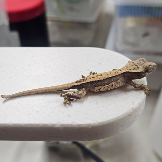 노멀 쿼드 풀핀