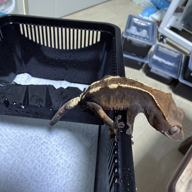 100%헷아잔틱 세이블