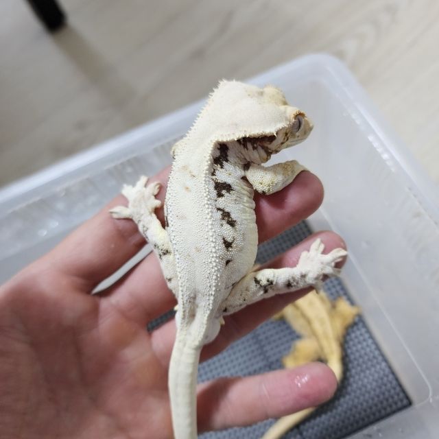 릴리화이트