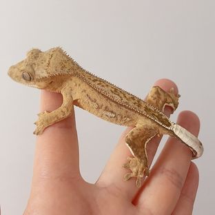 라뚜1