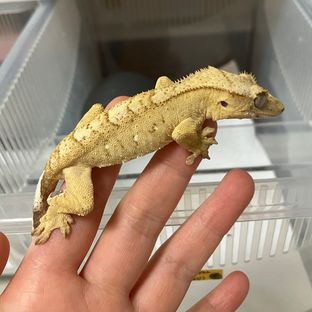 옐로우 크림