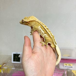 뚜뚜