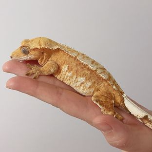 라라