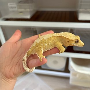 크림 옐로우 크림시클