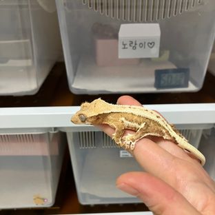 크림 옐로우 릴리화이트