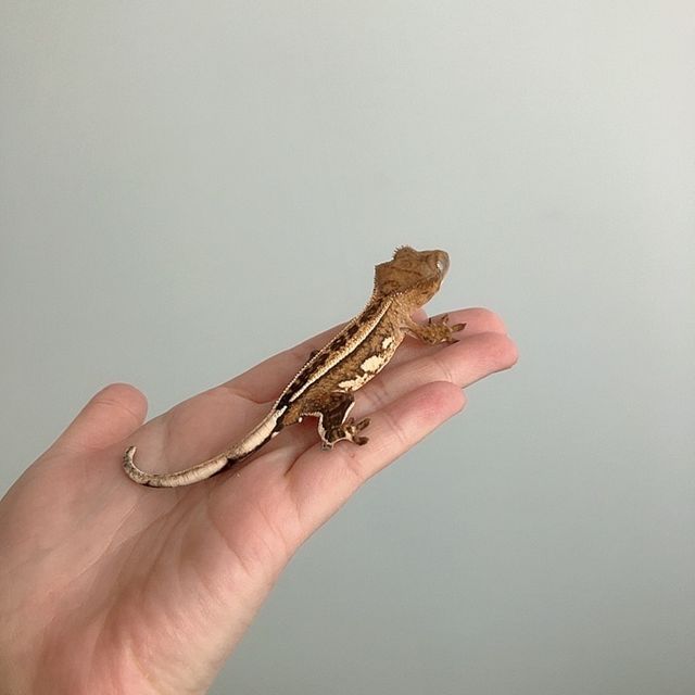 크림시클