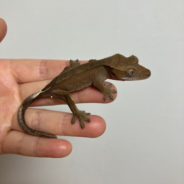 다크 레드 벅스킨