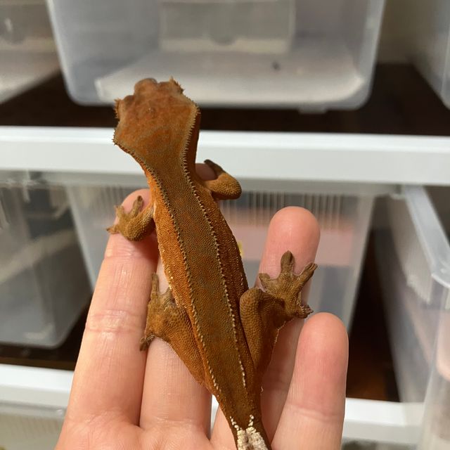 레드