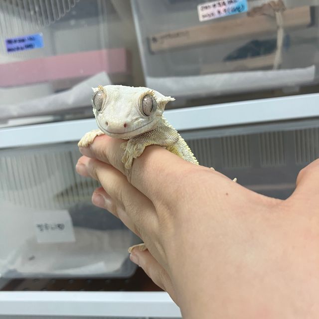 릴리화이트 크림