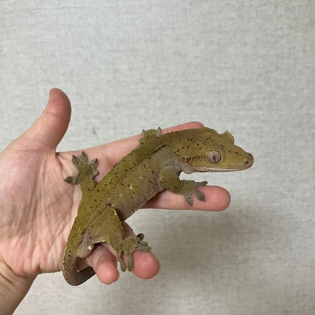 슈퍼달마시안 달마시안 화이트스팟