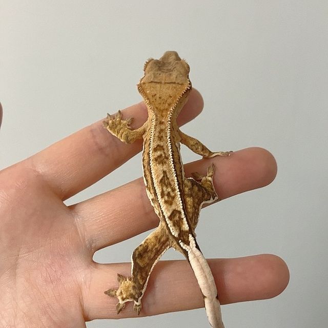 크림시클