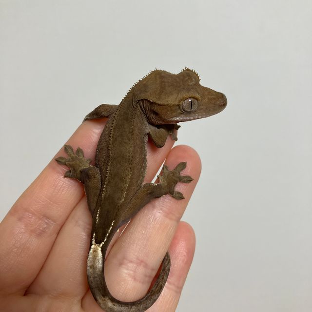 다크 레드 벅스킨