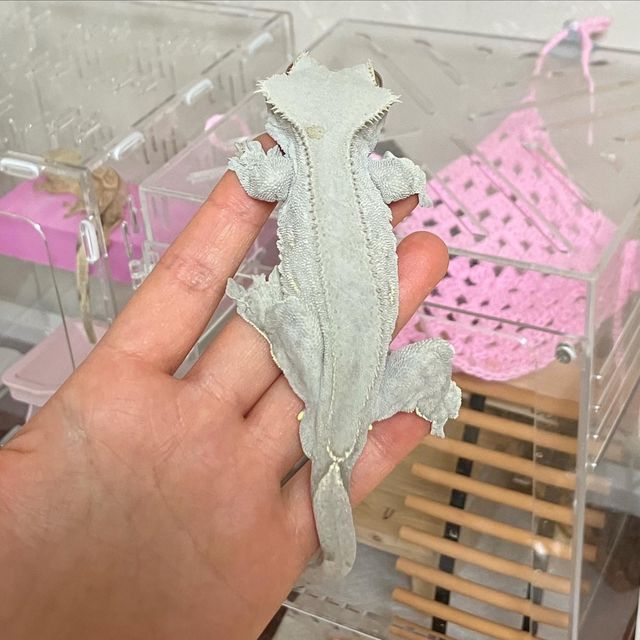 팬텀 벅스킨 다크 RCK