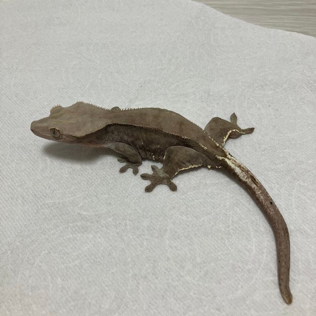 다크 벅스킨 화이트포트홀