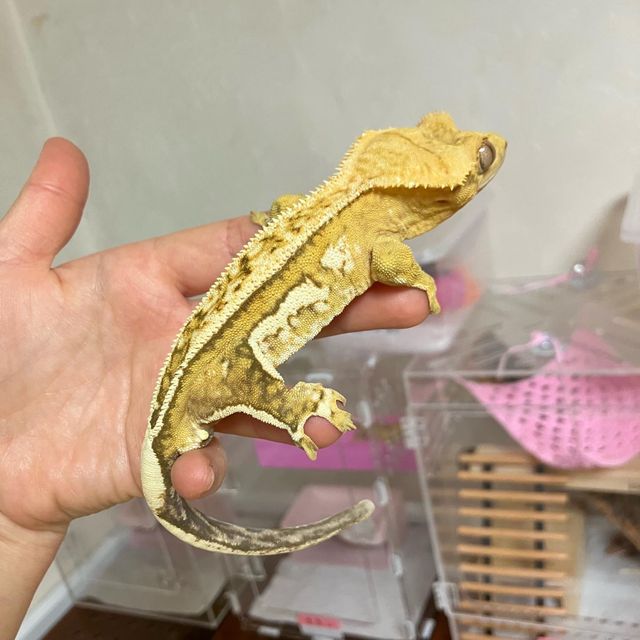 크림시클