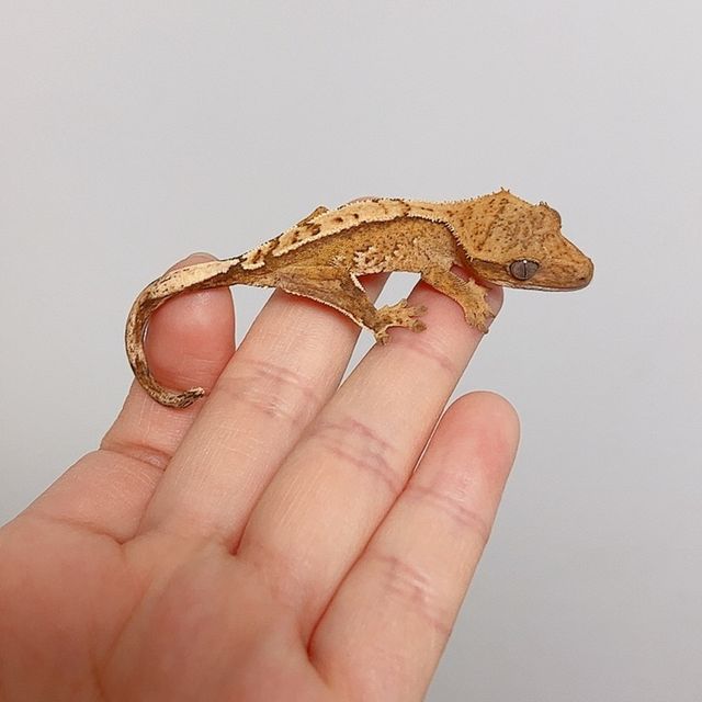 크림 크림시클 옐로우