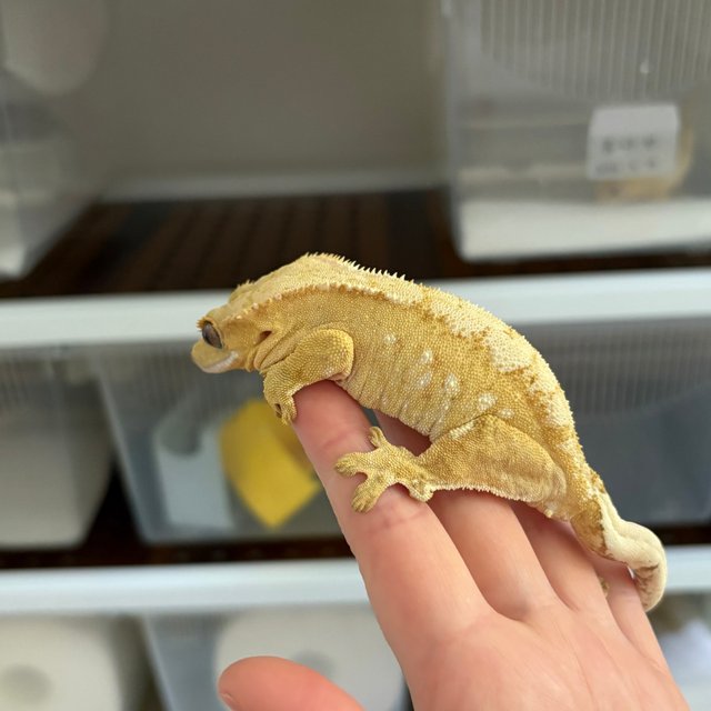 크림 옐로우 크림시클