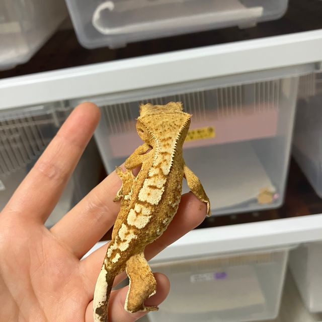 크림시클