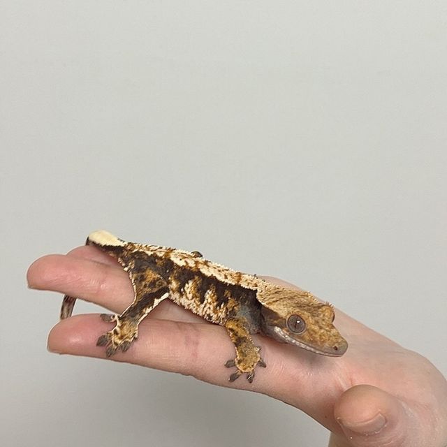 트라이 익스트림할리퀸