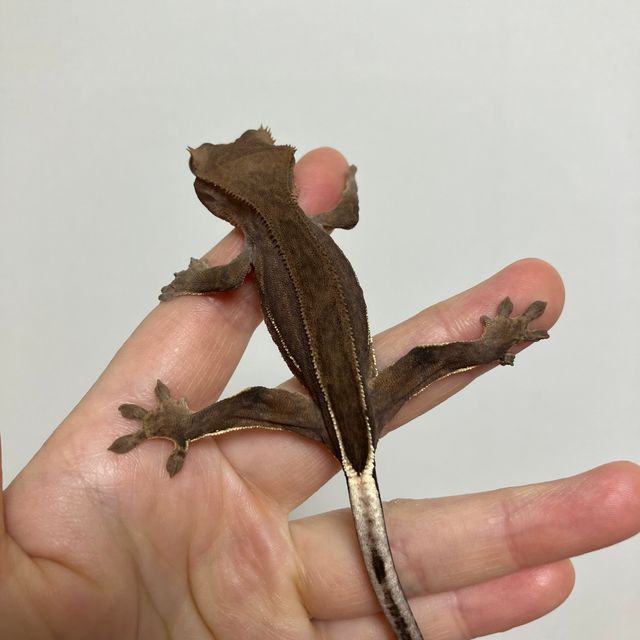 다크 팬텀
