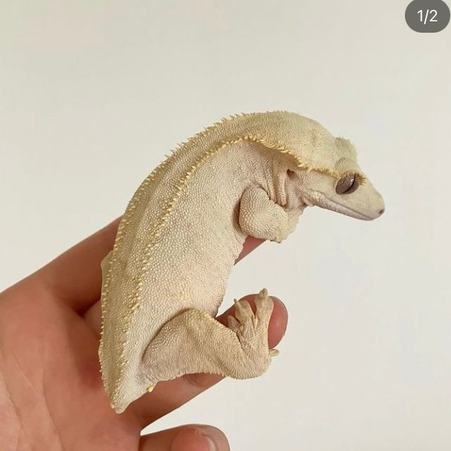 벅스킨 옐로우 크림