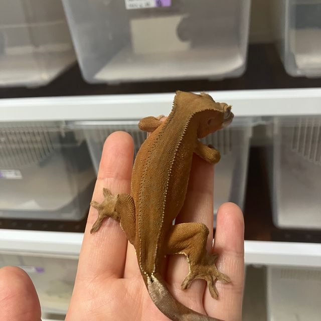 레드