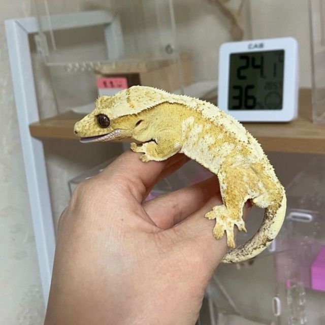 크림시클