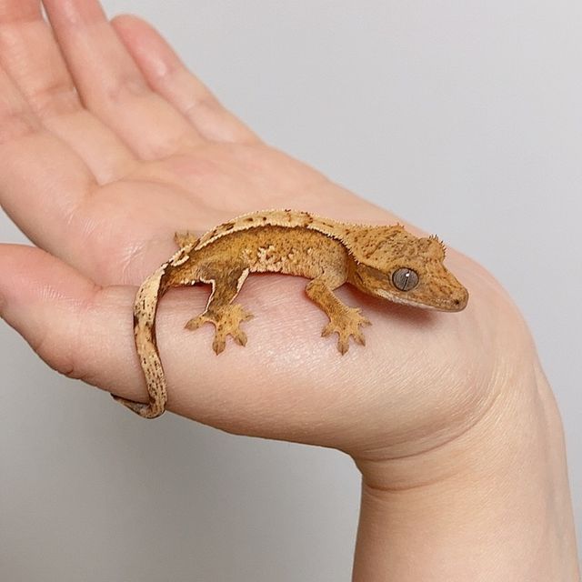 크림 크림시클 옐로우