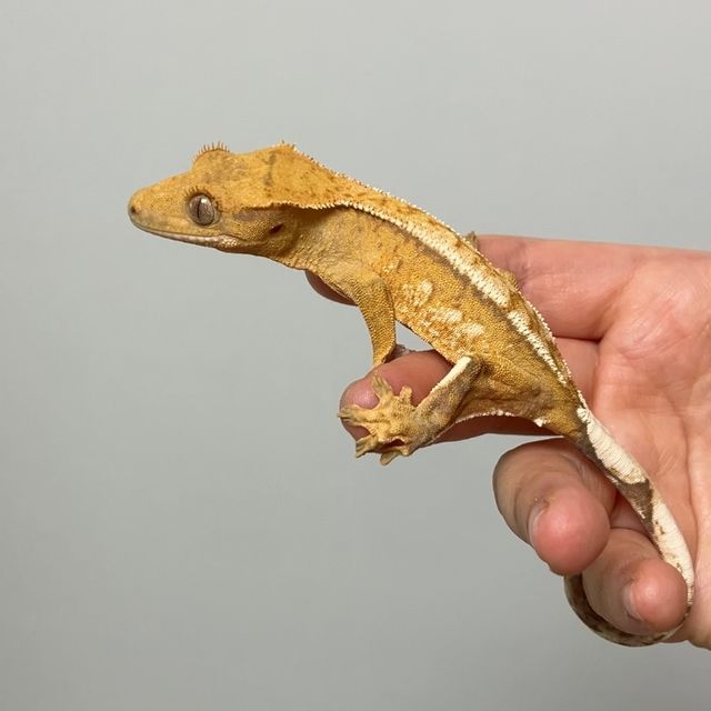 크림시클 크림 옐로우