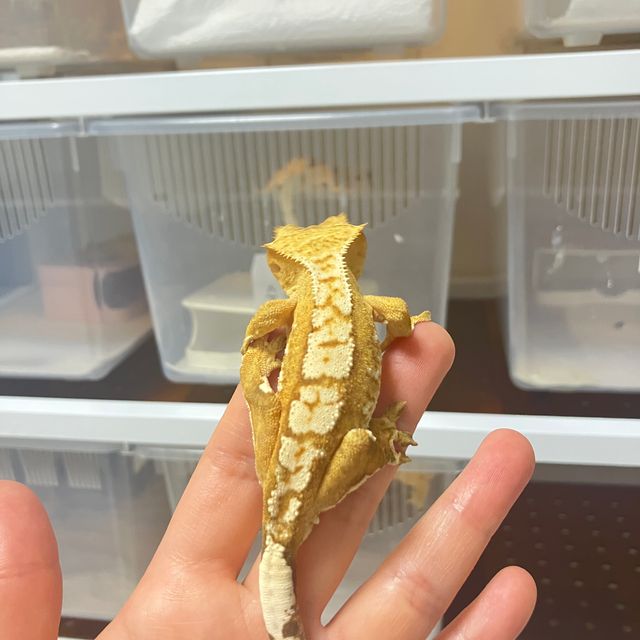크림시클