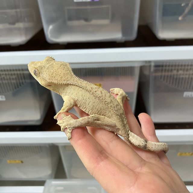 옐로우 벅스킨 크림