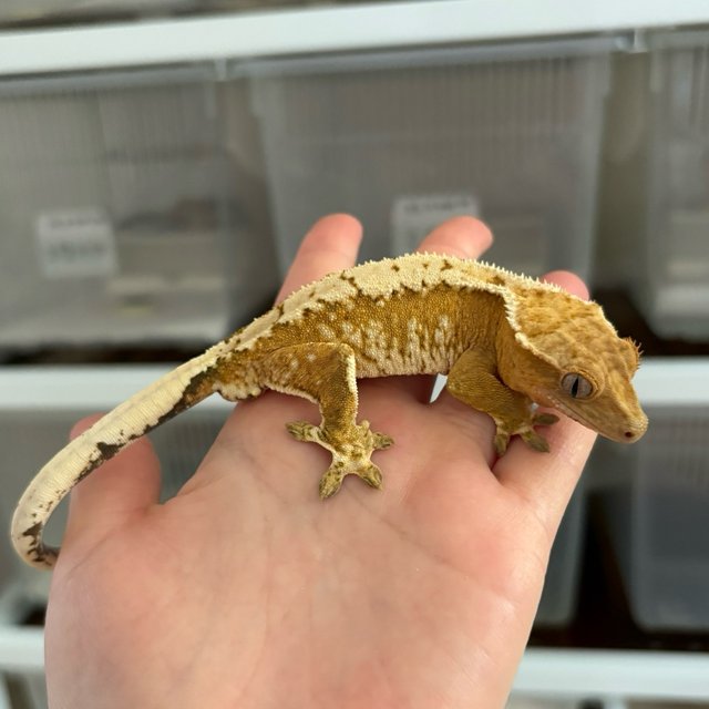 크림시클 옐로우 크림