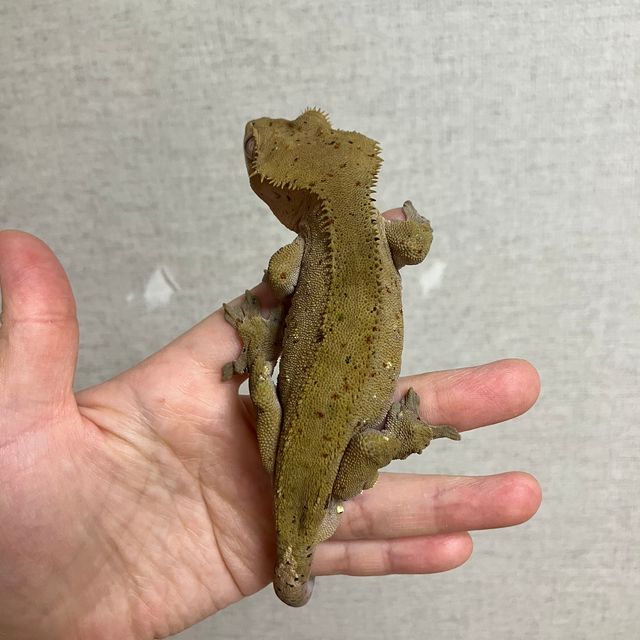 슈퍼달마시안 달마시안 화이트스팟