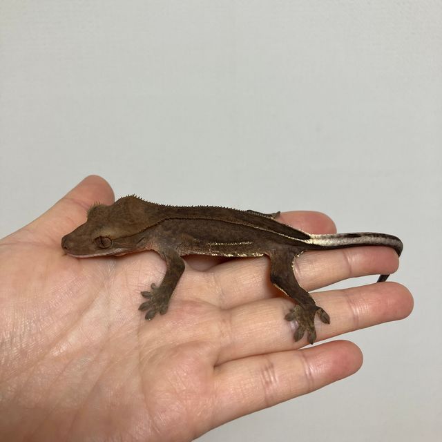 다크 팬텀