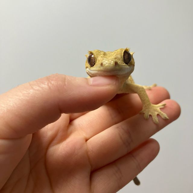 옐로우 크림