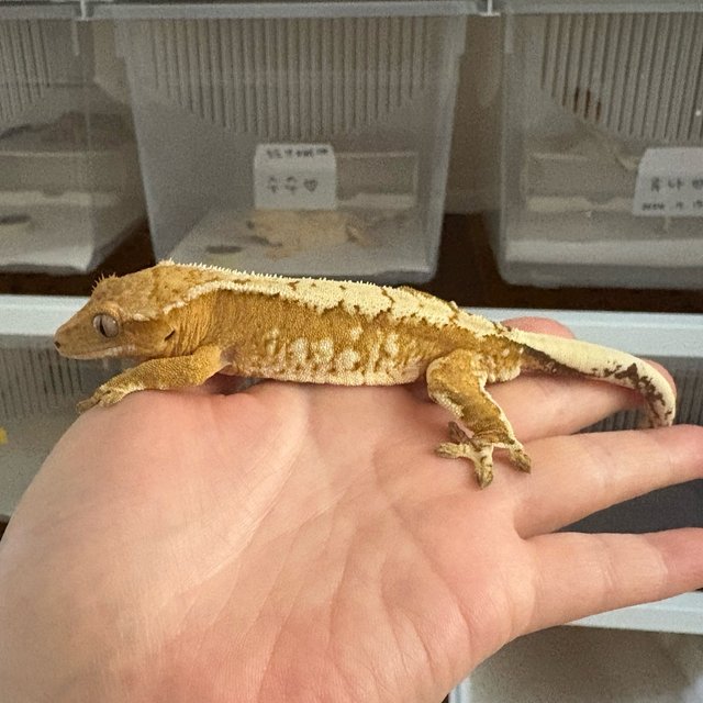 크림시클 옐로우 크림